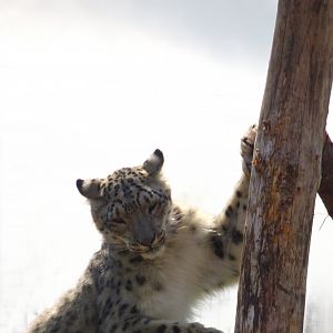 Snow Leopard         25 May 20255