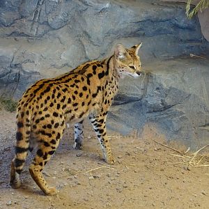 Serval         25 May 2025