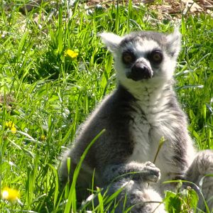 Ring-tailed Lemur    25 May 2025