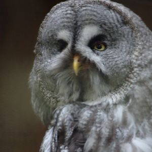 Great Grey Owl   25 May 2025