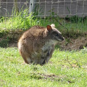 Parma Wallaby        25 May 2025