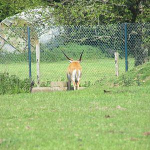 Fota Wildlife Park - Male lechwe and wild jackdaw