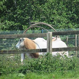 Fota Wildlife Park - "Off-display" oryx