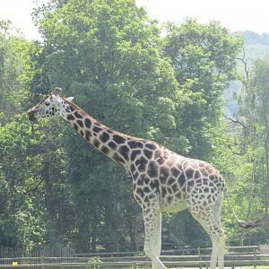 Fota Wildlife Park - Rothschild's giraffe
