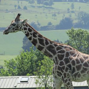Fota Wildlife Park - Another Rothschild's giraffe