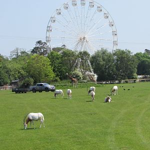 Fota Wildlife Park - African savanna and Ferris wheel