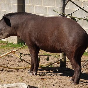 Lowland Tapir      25 May 2025