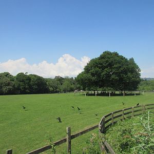 Fota Wildlife Park - View from the African savanna lookout