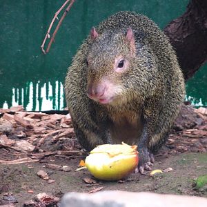 Azara's Agouti    25 May 2025