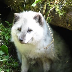 Arctic Fox   25 May 2025
