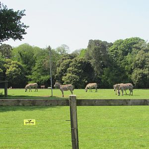 Fota Wildlife Park - Grant's zebras