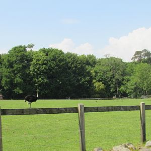Fota Wildlife Park - Ostrich