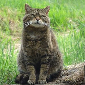 Scottish Wildcat   25 May 2025