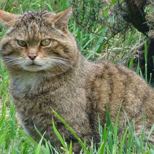 Scottish Wildcat   25 May 2025