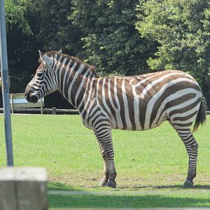 Fota Wildlife Park - Grant's zebra