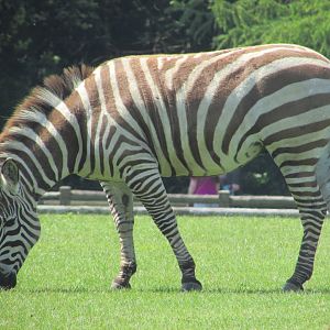Fota Wildlife Park - Another Grant's zebra