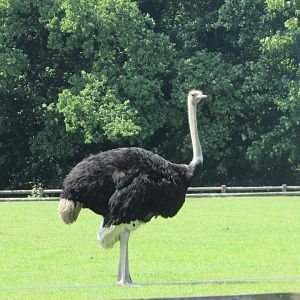Fota Wildlife Park - Male ostrich
