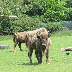 Fota Wildlife Park - Wisent