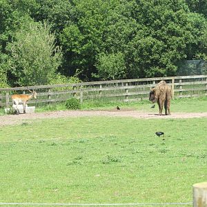 Fota Wildlife Park - Lechwe and wisent