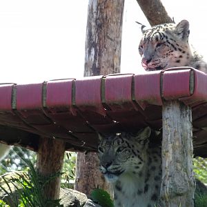 Snow Leopards    May 2025