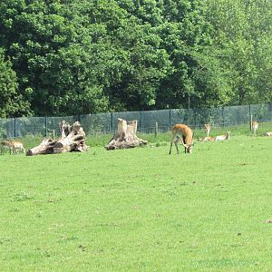 Fota Wildlife Park - Lechwe herd
