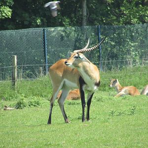 Fota Wildlife Park - Male lechwe