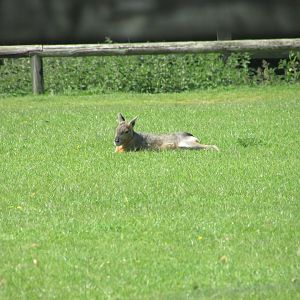 Fota Wildlife Park - Free-roaming Patanogian cavy