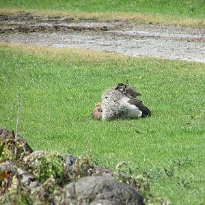 Fota Wildlife Park - Free-roaming blue peahen
