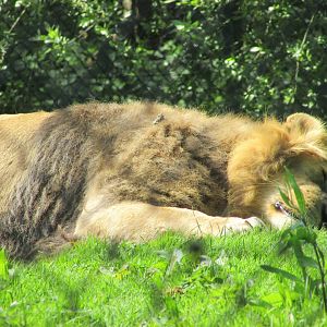 Fota Wildlife Park - Sleeping Asiatic lion