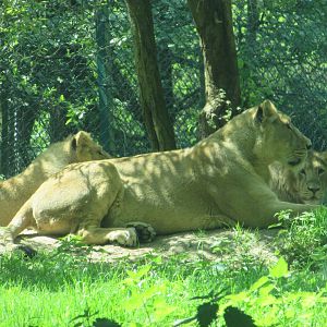 Fota Wildlife Park - Asiatic lion pride