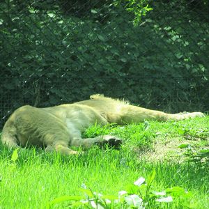 Fota Wildlife Park - Sleeping Asiatic lion
