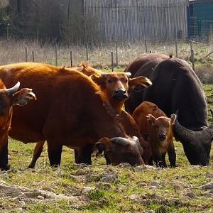 Knowsley Safari     22 March 2025