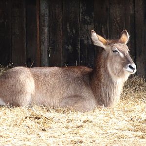 Knowsley Safari     22 March 2025