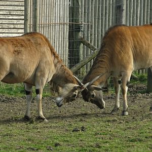 Knowsley Safari     22 March 2025