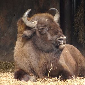 Knowsley Safari     22 March 2025