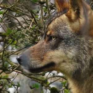 Knowsley Safari     22 March 2025