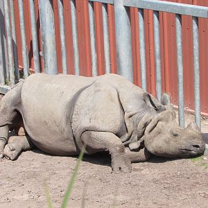 Fota Wildlife Park - Male Indian rhinoceros