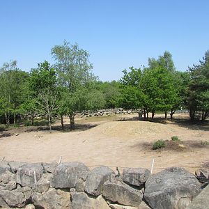 Fota Wildlife Park - Part of the Indian rhinoceros exhibit