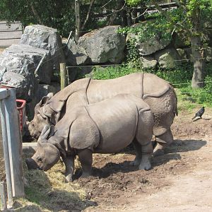 Fota Wildlife Park - Female Indian rhinoceros with juvenile and wild rook