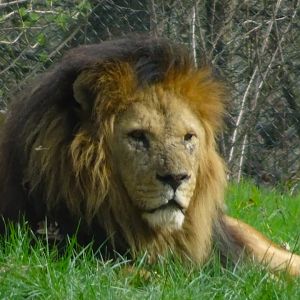 Knowsley Safari     22 March 2025