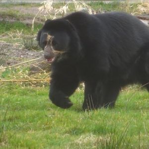 Knowsley Safari  Andean Bear   22 March 2025