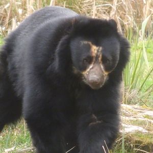 Knowsley Safari  Andean Bear   22 March 2025