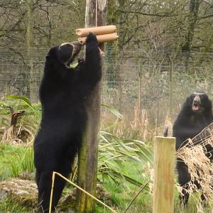 Knowsley Safari  Andean Bears   22 March 2025