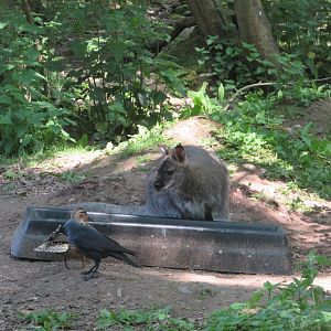 Fota Wildlife Park - Free-roaming wallaby, wild Western jackdaw and wild mallard hen
