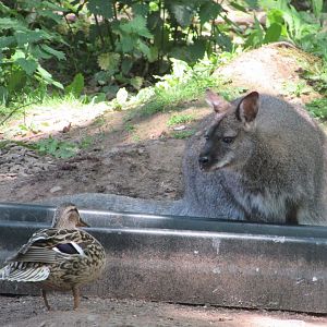 Fota Wildlife Park - Free-roaming wallaby and wild mallard hen