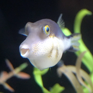 Animal ID Help - Dallas World Aquarium