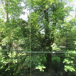Fota Wildlife Park - Part of the Sumatran tiger exhibit
