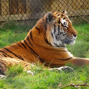 Knowsley Safari  Amur Tiger   22 March 2025