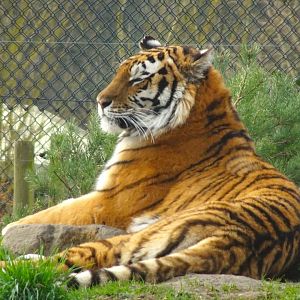 Knowsley Safari  Amur Tiger   22 March 2025