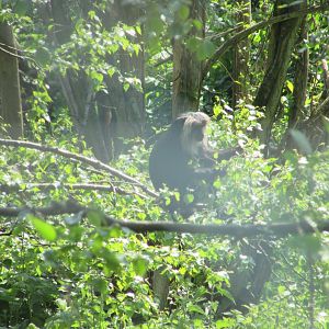 Fota Wildlife Park - Lion-tailed macaque